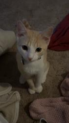 Lost Female Cat last seen Off of webster on fernwood ave, Allouez, WI 54301