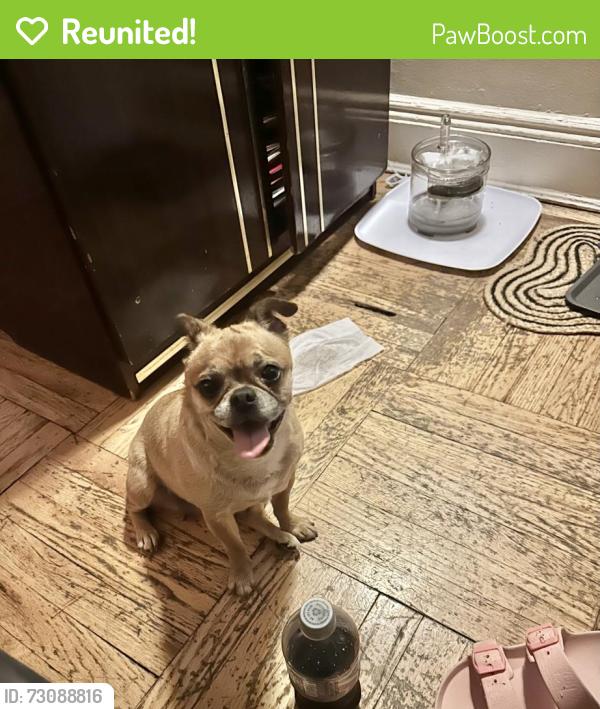Reunited Female Dog last seen 95-01 41st ave, Queens, NY 11373