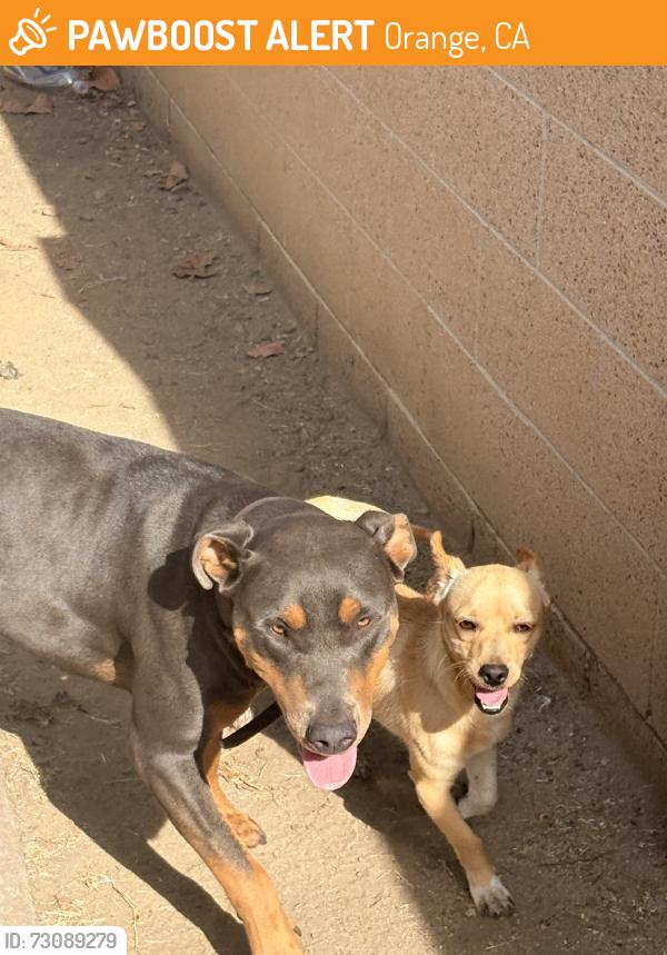 Found/Stray Female Dog last seen North highland st annd E Lomita in the nightborhood, Orange, CA 92867