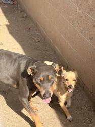 Found/Stray Female Dog last seen North highland st annd E Lomita in the nightborhood, Orange, CA 92867