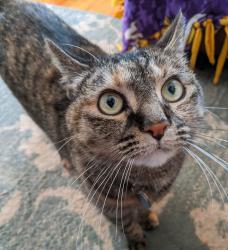 Reunited Female Cat last seen Fillmore St NE & 18 1/2 Ave NE, Minneapolis, MN 55418