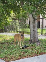 Found/Stray Male Dog last seen Near street and 9 ave hialeah, fl, Hialeah, FL 33010