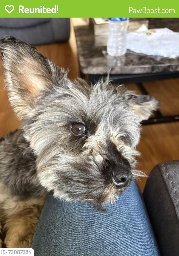Reunited Male Dog last seen Narragansett and Cortland, Chicago, IL 60639