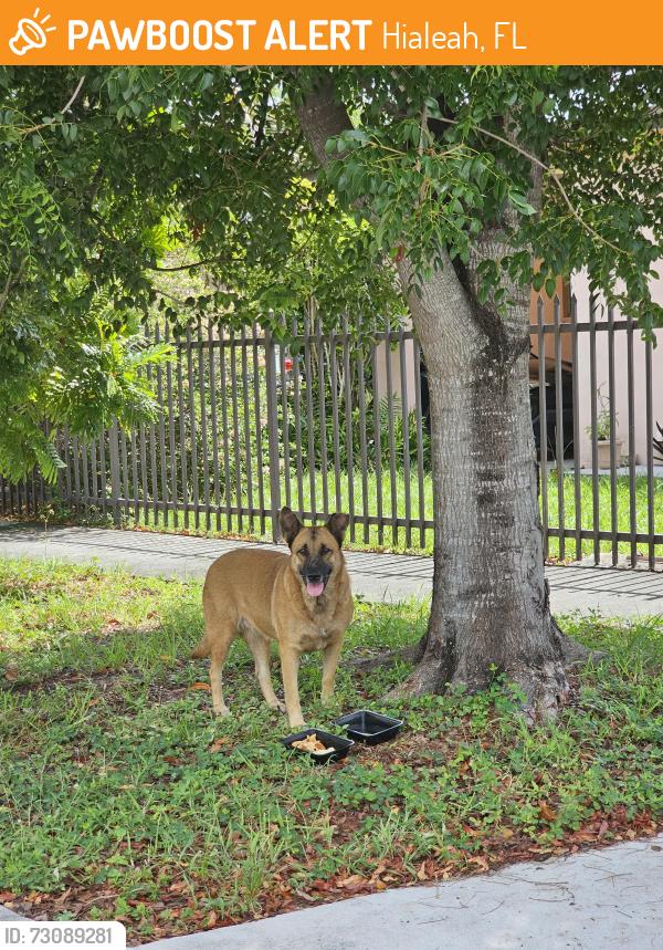 Found/Stray Male Dog last seen Near street and 9 ave hialeah, fl, Hialeah, FL 33010