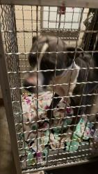 Shelter Stray Female Dog last seen Near Bonita Vista Street, AUSTIN, TX, 78747, 7201 Levander Loop bldg a, Austin, TX 78702, USA
