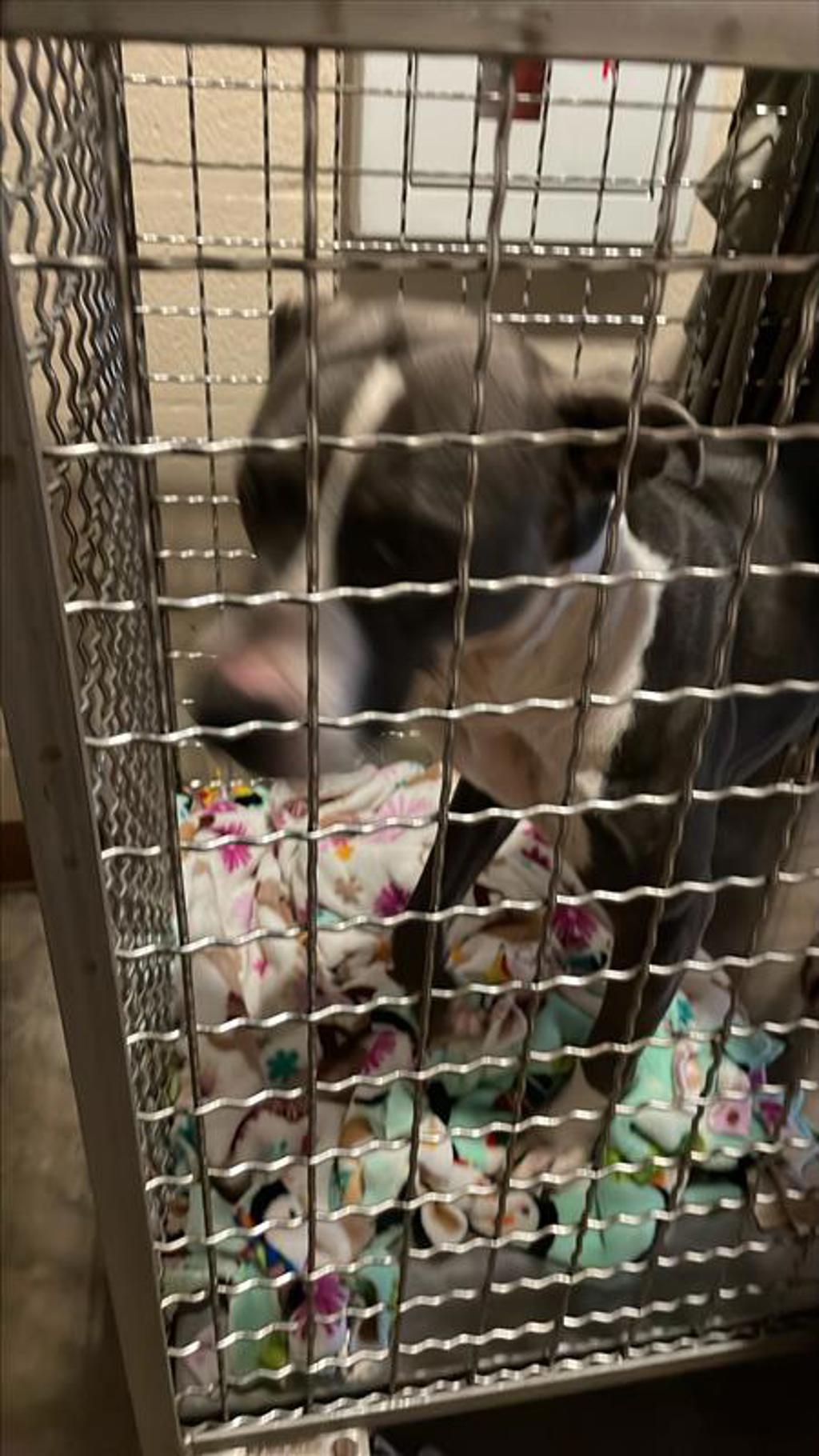 Shelter Stray Female Dog last seen Near Bonita Vista Street, AUSTIN, TX, 78747, 7201 Levander Loop bldg a, Austin, TX 78702, USA