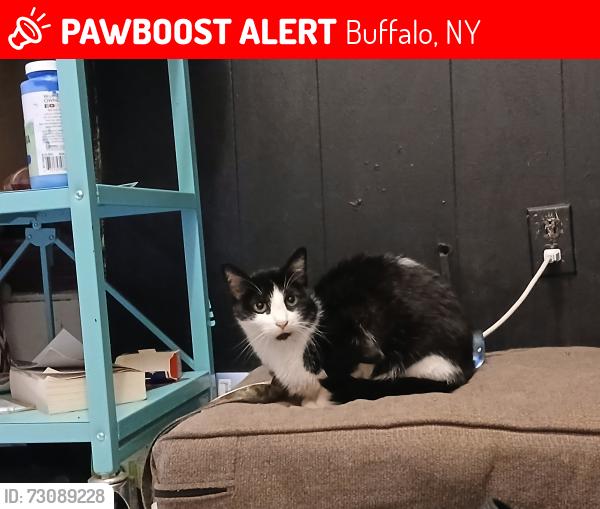 Lost Female Cat last seen They is a blue building at the corner , Buffalo, NY 14213