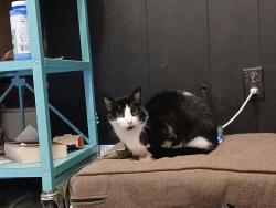 Lost Female Cat last seen They is a blue building at the corner , Buffalo, NY 14213
