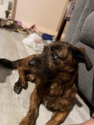 Found/Stray Male Dog last seen South high school, Bakersfield, CA 93304