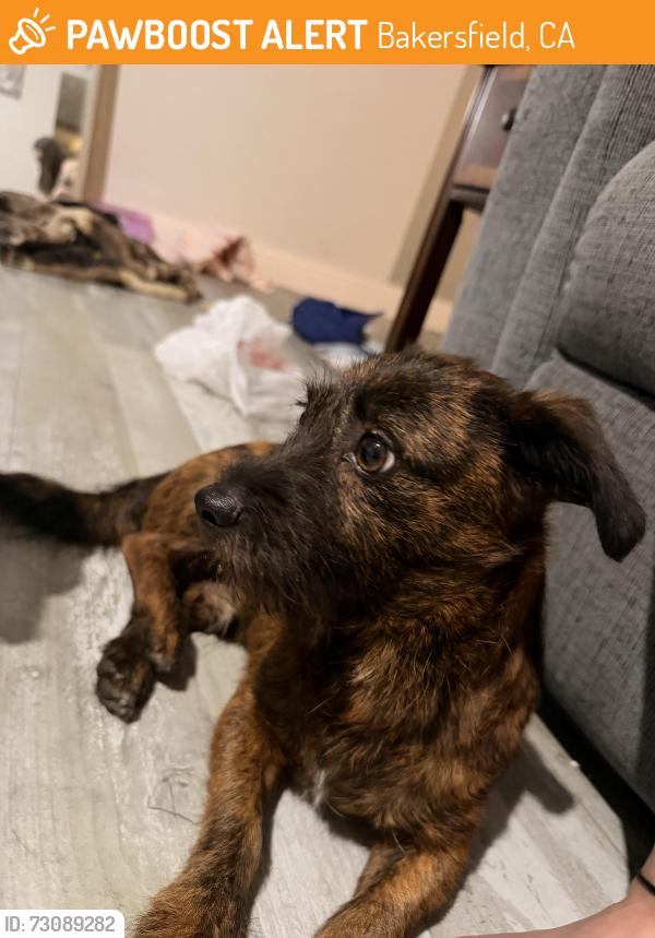 Found/Stray Male Dog last seen South high school, Bakersfield, CA 93304