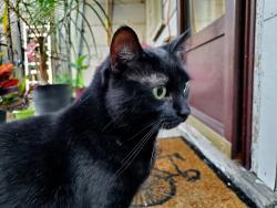Reunited Female Cat last seen Augusta Street and Catherine Street, Hamilton, ON 