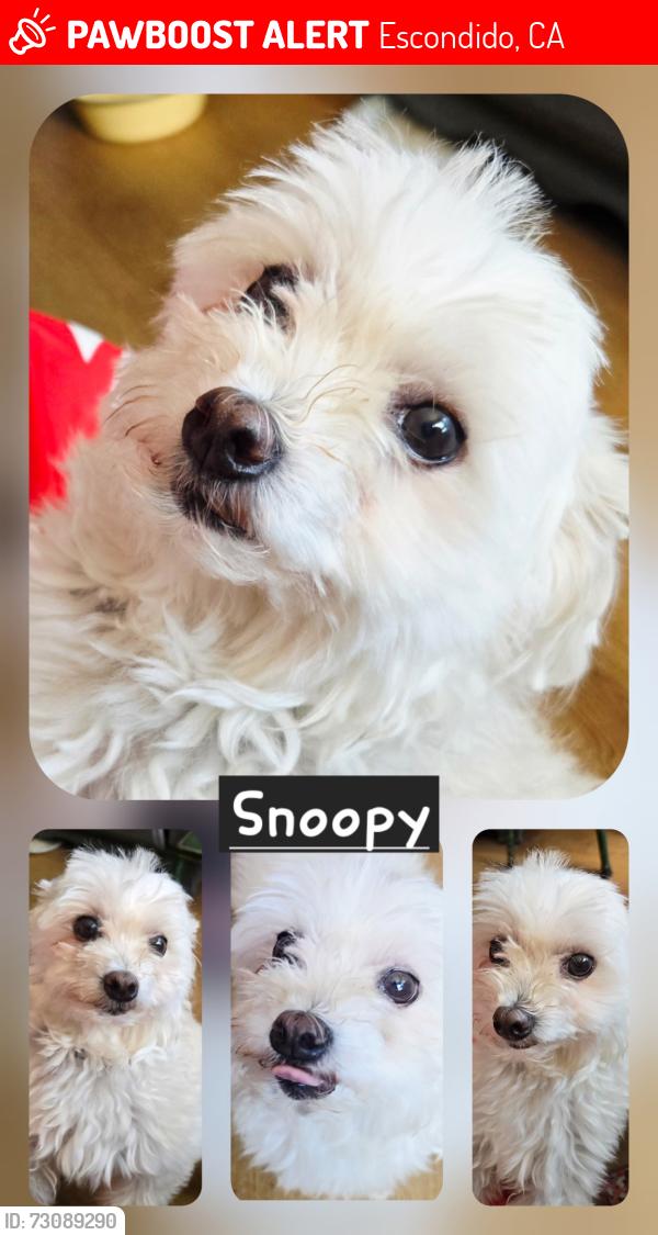 Lost Male Dog last seen Rock Springs Rd/ near Felicia l, Escondido, CA 92046