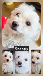 Lost Male Dog last seen Rock Springs Rd/ near Felicia l, Escondido, CA 92046