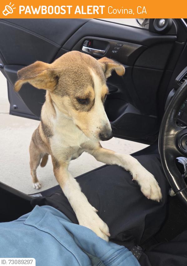 Found/Stray Male Dog last seen San bernardo /azusa, Covina, CA 91723