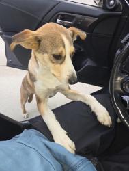 Found/Stray Male Dog last seen San bernardo /azusa, Covina, CA 91723