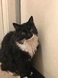 Lost Female Cat last seen Buena Vista, Shingle Springs, CA 95682