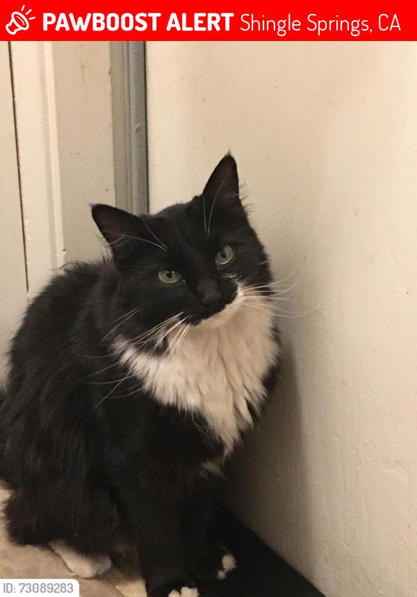 Lost Female Cat last seen Buena Vista, Shingle Springs, CA 95682