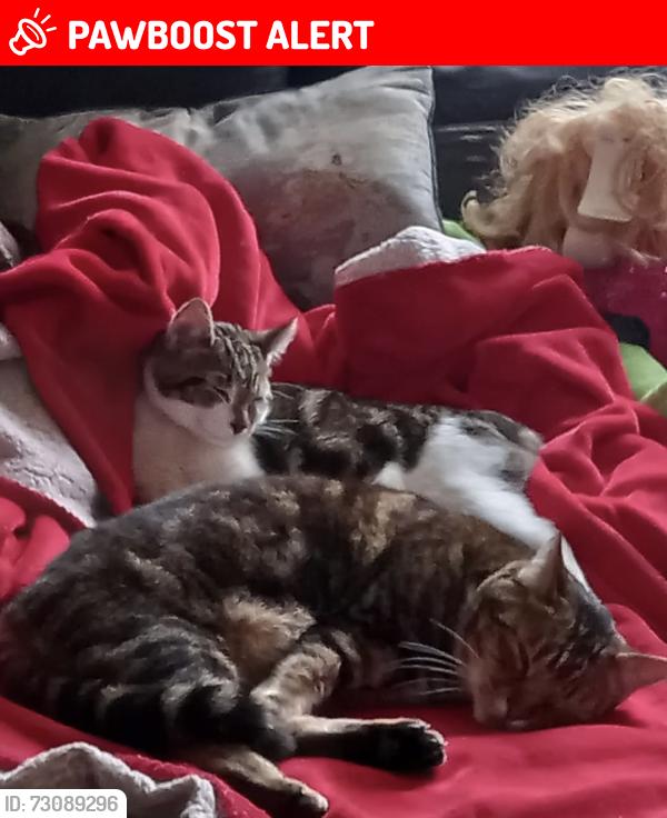 Lost Unknown Cat last seen Co-op, Bestwood, England NG5 5LG