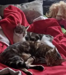 Lost Unknown Cat last seen Co-op, Bestwood, England NG5 5LG