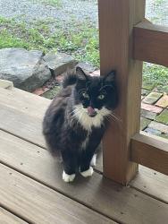 Found/Stray Unknown Cat last seen Pouncey Tract Rd & Dogwood Trail rd, Rockville, VA 23146