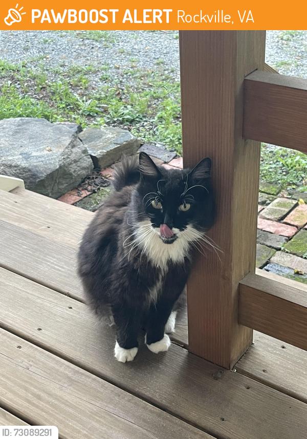 Found/Stray Unknown Cat last seen Pouncey Tract Rd & Dogwood Trail rd, Rockville, VA 23146
