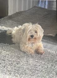 Lost Female Dog last seen 83rd Western, Chicago, IL 60652