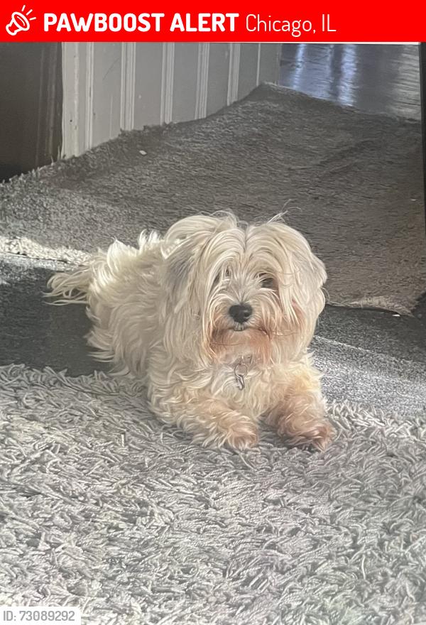 Lost Female Dog last seen 83rd Western, Chicago, IL 60652