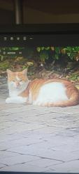Lost Male Cat last seen Country club rd, Lake Mary, FL 32746