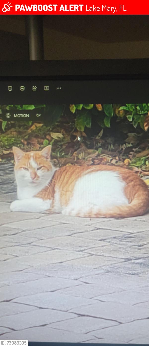 Lost Male Cat last seen Country club rd, Lake Mary, FL 32746