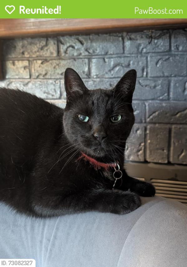 Reunited Male Cat last seen Upper Paradise and Stonechurch , Hamilton, ON L9B 2N5
