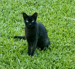 Reunited Female Cat last seen Near SW 147th Ave, Homestead, FL 33033