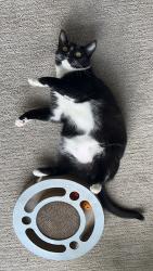 Reunited Female Cat last seen E hmstd road, N Wolfe rd, Sunnyvale, CA 94087