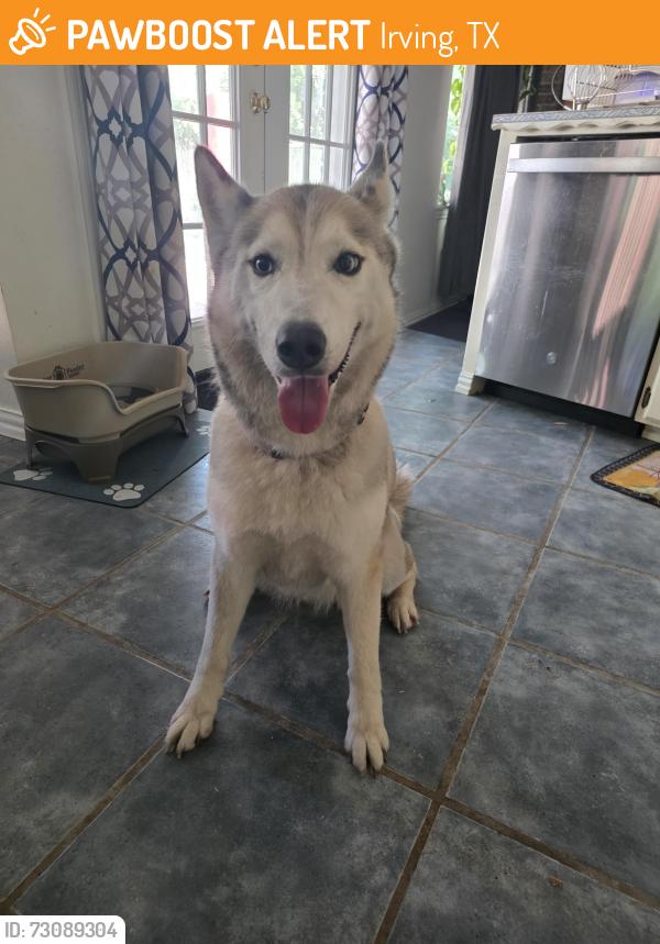 Found/Stray Female Dog last seen Conflate and N Belt Line Road, Irving, TX 75061