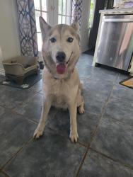 Found/Stray Female Dog last seen Conflate and N Belt Line Road, Irving, TX 75061