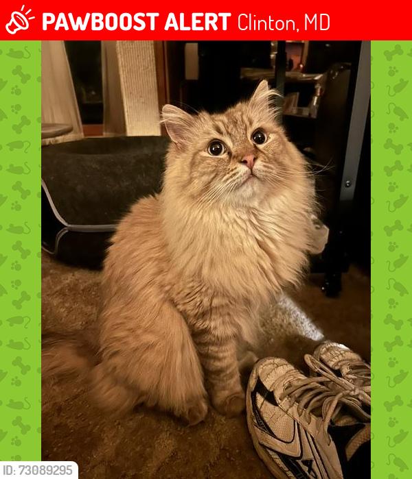 Lost Male Cat last seen Simpson Lane, Clinton, MD 20735