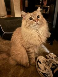 Lost Male Cat last seen Simpson Lane, Clinton, MD 20735