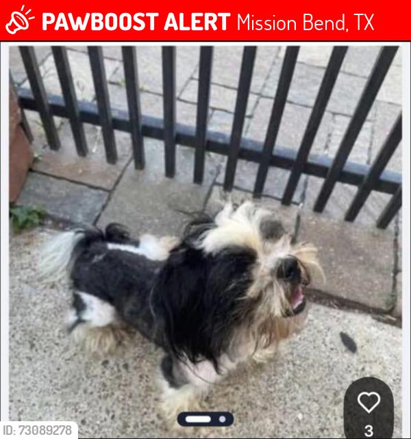 Lost Male Dog last seen Mira Monte y Corta Calle Dr 77083, Mission Bend, TX 77083