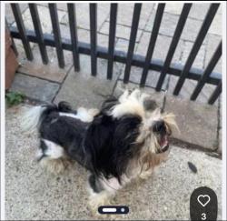 Lost Male Dog last seen Mira Monte y Corta Calle Dr 77083, Mission Bend, TX 77083