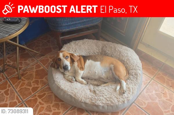Lost Female Dog last seen Central El Paso, El Paso, TX 79905