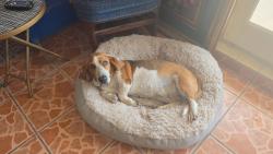 Lost Female Dog last seen Central El Paso, El Paso, TX 79905