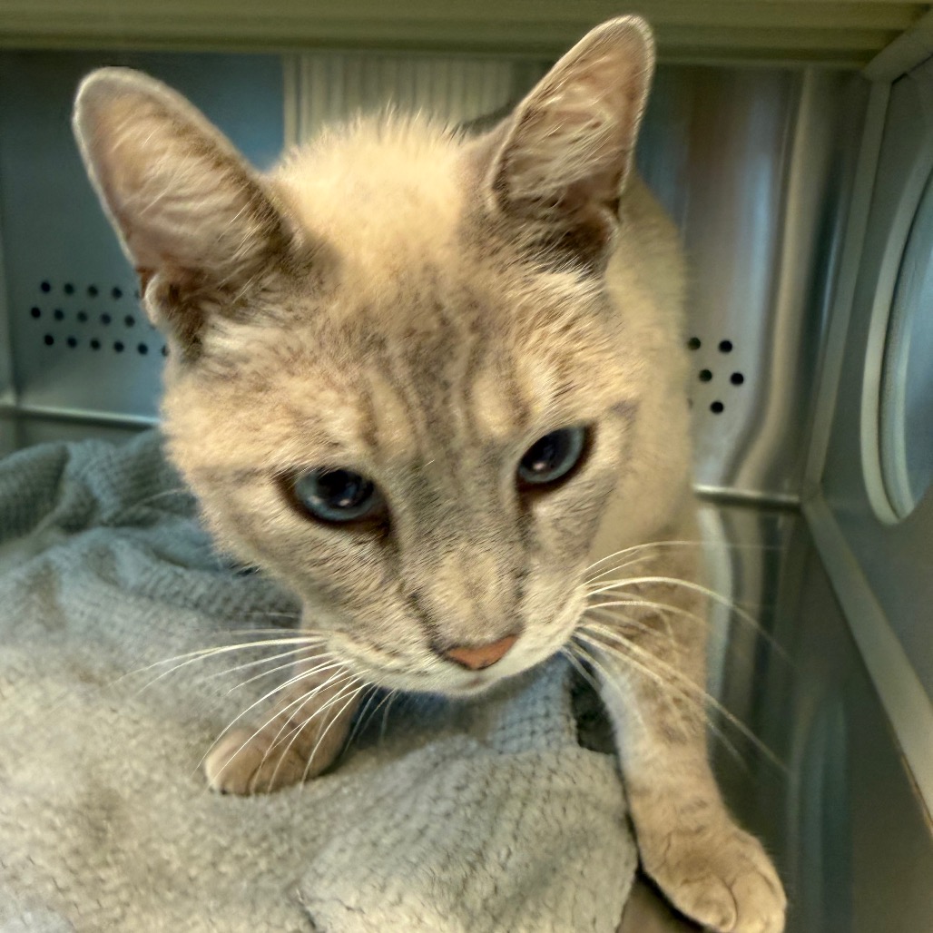 Shelter Stray Male Cat last seen , 3428 S Jenkins Ave, Norman, OK 73072, USA