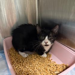 Shelter Stray Male Cat last seen , 8020 Washington St, Port Richey, FL 34668, USA