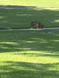 Found/Stray Male Dog last seen Seminary, Fort Worth, TX 76115