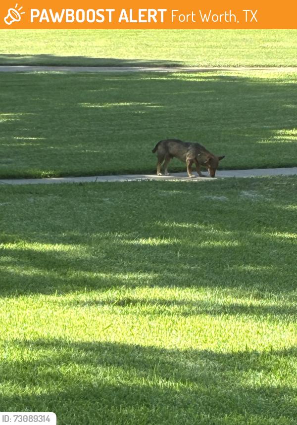 Found/Stray Male Dog last seen Seminary, Fort Worth, TX 76115