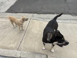 Found/Stray Female Dog last seen 71st Street and Colony, La Mesa, CA 91942