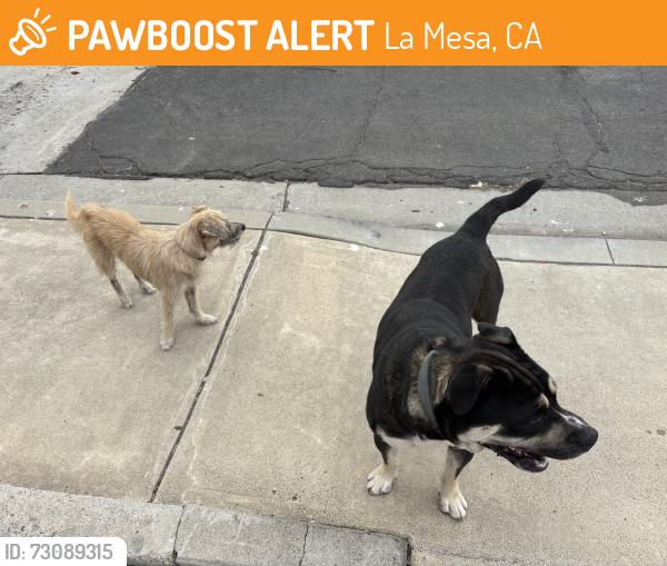 Found/Stray Female Dog last seen 71st Street and Colony, La Mesa, CA 91942