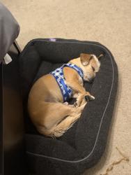 Lost Male Dog last seen Deer Creek, Risinger, Fort Worth, TX 76140