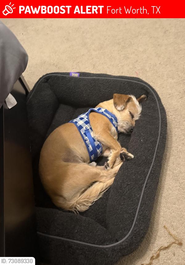 Lost Male Dog last seen Deer Creek, Risinger, Fort Worth, TX 76140