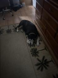 Reunited Male Dog last seen Towards n citrus springs blvd, Dunnellon, FL 34433