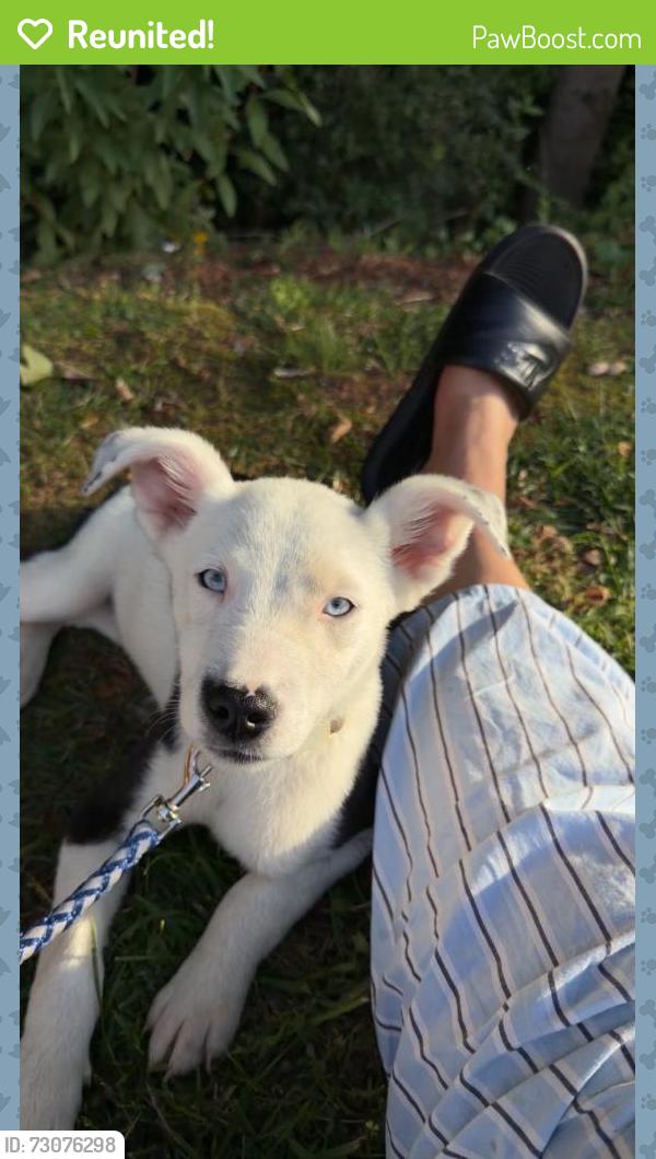 Reunited Male Dog last seen S 4th  st and plum st, Zephyrhills, FL 33542